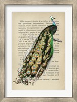 Indian peafowl, After D'Orbigny Fine Art Print