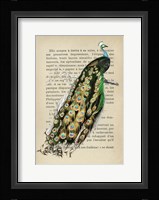 Indian peafowl, After D'Orbigny Fine Art Print