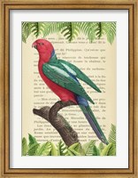 The Australian king parrot, After Levaillant Fine Art Print