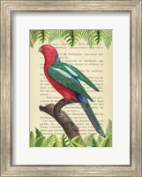 The Australian king parrot, After Levaillant Fine Art Print