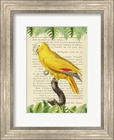 The Blue-Fronted Parrot, After Levaillant Fine Art Print
