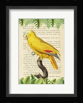 The Blue-Fronted Parrot, After Levaillant Fine Art Print