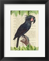The Palm Cockatoo, After Levaillant Fine Art Print