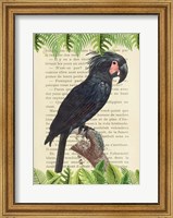 The Palm Cockatoo, After Levaillant Fine Art Print