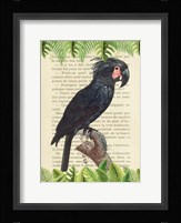 The Palm Cockatoo, After Levaillant Fine Art Print