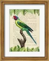 The Plum-Headed Parakeet, After Levaillant Fine Art Print