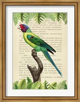 The Plum-Headed Parakeet, After Levaillant Fine Art Print