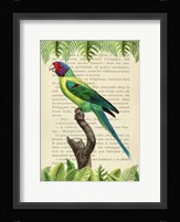 The Plum-Headed Parakeet, After Levaillant Fine Art Print
