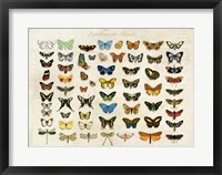 Papillons du Monde, After D'Orbigny Fine Art Print