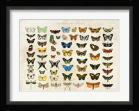 Papillons du Monde, After D'Orbigny Fine Art Print