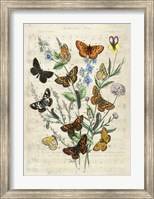 European Butterflies, After Kirby Fine Art Print