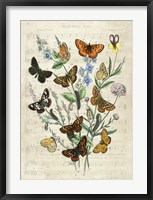 European Butterflies, After Kirby Fine Art Print