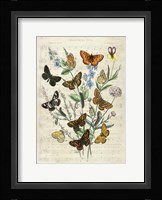 European Butterflies, After Kirby Fine Art Print