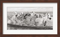 Herd of Horses, Camargue Fine Art Print