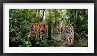Bengal Tigers (detail) Fine Art Print