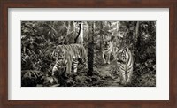 Bengal Tigers (detail, BW) Fine Art Print
