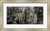 Bengal Tigers (detail, BW) Fine Art Print