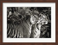 Two Bengal Tigers (BW) Fine Art Print