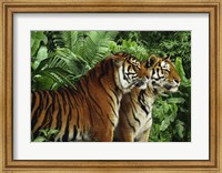 Two Bengal Tigers Fine Art Print