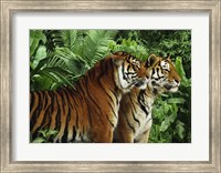 Two Bengal Tigers Fine Art Print