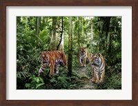 Bengal Tigers Fine Art Print