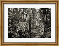 Bengal Tigers (BW) Fine Art Print