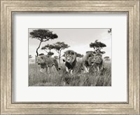 Brothers, Masai Mara, Kenya Fine Art Print