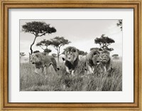 Brothers, Masai Mara, Kenya Fine Art Print