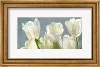 White Tulips on Blue Fine Art Print