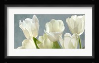 White Tulips on Blue Fine Art Print