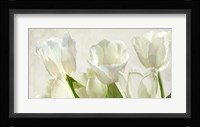 White Tulips (detail) Fine Art Print