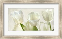 White Tulips (detail) Fine Art Print