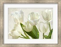 White Tulips Fine Art Print