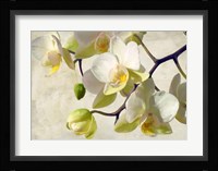 Orchid in the Sun Fine Art Print