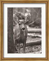 Rocky Mountains Deer Fine Art Print