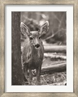 Rocky Mountains Deer Fine Art Print