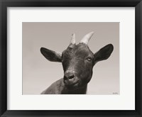 Lake Tobias Goat I Fine Art Print