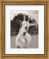 Lake Tobias Goat II Fine Art Print
