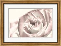 Blush Rose I Fine Art Print