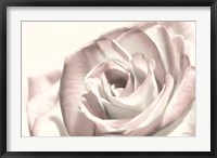 Blush Rose I Fine Art Print