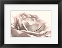 Blush Rose II Fine Art Print