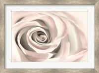Blush Rose III Fine Art Print