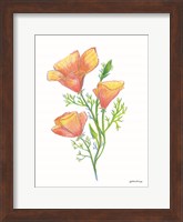 California Poppies Fine Art Print