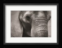 Elephant Fine Art Print