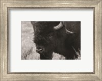 Yellowstone Bison Fine Art Print