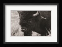 Yellowstone Bison Fine Art Print