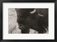 Yellowstone Bison Fine Art Print