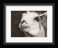 Lake Tobias Alpaca Fine Art Print