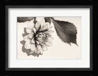 White Dahlia I Fine Art Print