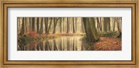 The Healing Power of Forests Fine Art Print